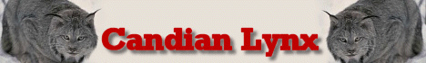 Candian Lynx