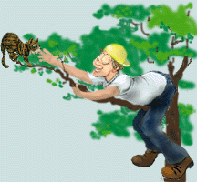 Cat Stuck Tree