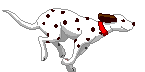 Dalmation
