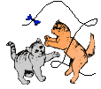 Kitten Play