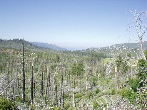 This is Big Oak Flat. There was a huge fire some years back that destoyed the forest. I like it. They say it's good for the forest because it promotes new growth of Redwoods which need intense heat for their seeds to start up.