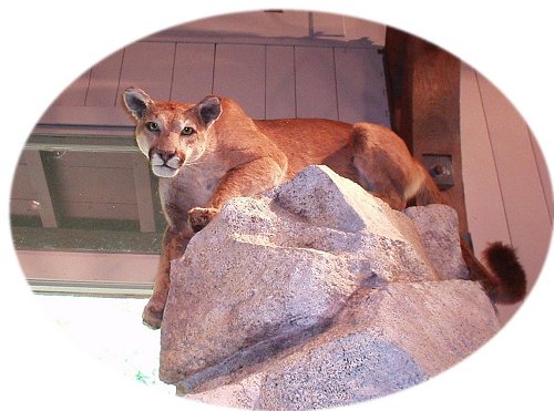 Look out!!! It's a mountain lion!!! This picture was taken at the Nature Center at the Happy Isles. Here you can find many exciting and informative exhibits designed to appeal to adults and children. I really liked it. You can learn about the different animals that live in Yosemite, learn to ID their claw marks, their way of marking their territory, and many other interesting factoids.