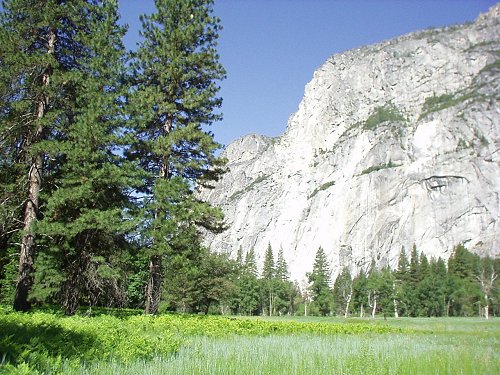 Merced Grove - another site to behold in Yosemite Valley. You cannot see them here, but there were 3 or 4 deer grazing in plain view of passersby around 7:00 p.m later that afternoon. I was very surprised. Normally the deer are quite shy toward people, but they seemed to enjoy their company as they were only a few feet away.