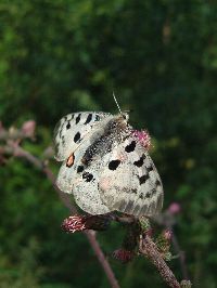 Apollo Butterfly. Photograph by Sean Creech (c) 2002, Sorunda, Sweden.