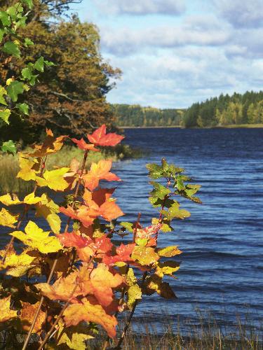 Autumn Colours. Photograph by Sean Creech (c) 2003