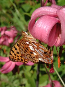 Queen of Spain fritillary - Issoria lathonia, common all over Europe, except the UK. Photographed in cottage garden at Lis�, Sorunda (Sweden). Photograph by Sean Creech, 2002
