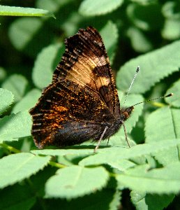 Large Tortoiseshell butterfly. Spotted in cottage garden at Lis�, Sorunda (Sweden). Photograph by Sean Creech, 2002