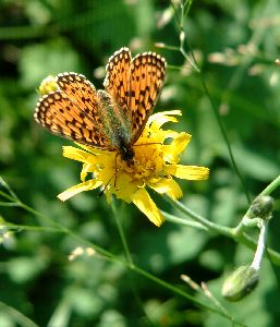 Taken in woods just outside �smo (Sweden). Photograph by Sean Creech, July 2003