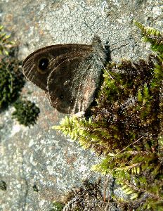 Taken by the roadside of K�runda Golf Club, just outside �smo (Sweden). Photograph by Sean Creech, July 2003