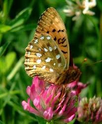 Photographed at �smo, July, (c) Sean Creech 2003