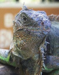 Iguana. Photograph (c) Sean Creech 2004