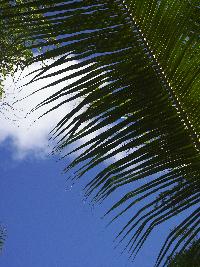 Palm trees and blue sky...but not today. Photograph (c) Sean Creech 2004