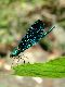 Probably a male Calopteryx virgo,  'Beautiful Demoiselle'. Click for larger photograph