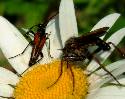 Insects on a daisy. Photograph (c) Sean Creech 2003