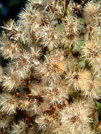 Fluffy things around Muskan Lake. Photograph by Sean Creech, 2002