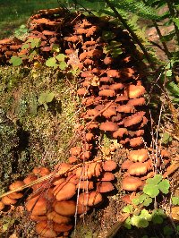 Fungus, early August around Muskan Lake. Photograph by Sean Creech, 2002