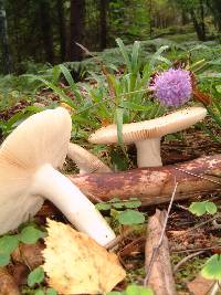Mushrooms, late summer. Photograph (c) Sean Creech 2003
