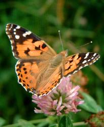 (Cynthia cardui) Painted Lady Butterfly - Lakeside in �smo, August, photograph (c) Sean Creech 2003