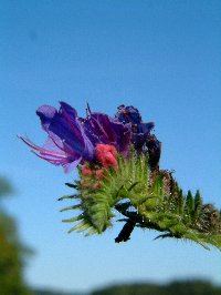If you know what these are, let me know...but they are very beautiful and grow wild around Muskan Lake. Photograph by Sean Creech, 2002