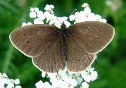 Upper side of the Ringlet Butterfly - Aphantopus hyperantus. Photograph taken at smo, Sweden, July by Sean Creech (c) 2003