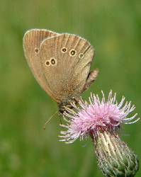 Ringlet Butterfly (Aphantopus hyperantus) Taken in tall grasses, by woods, �smo (Sweden). Photograph by Sean Creech, July 2003. Click for more information and photographs.