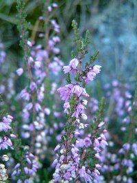 If you know what these are, let me know...but they are very beautiful and grow wild on the rocks around Muskan Lake. Photograph by Sean Creech, 2002