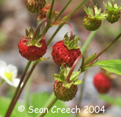Wild Strawberries (Fragaria vesca). Photograph (c) Sean Creech 2004