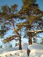 Snow on trees, Sweden November 2001 : Photograph by Sean Creech (c) 2001. Click for larger picture.