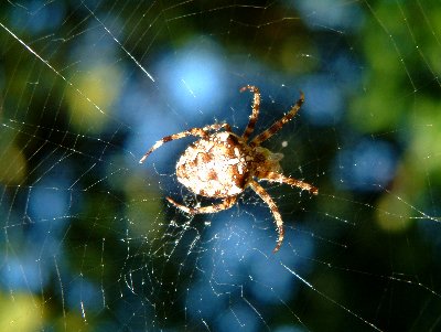 Spider on his web. Photograph by Sean Creech, 2002