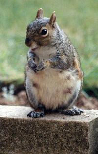 Image Copyright Pete Dale