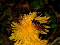 Wasps Photograph by Sean Creech, 2002