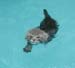 SwimCat