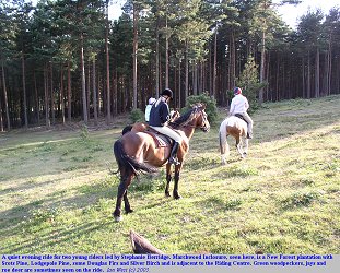 Evening ride in Marchwood Inclosure, New Forest