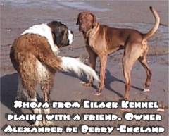 Xhosa from Eilack Kennels-UK