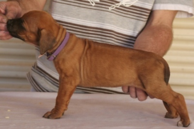 Pup1_Ridged Girl_Pink