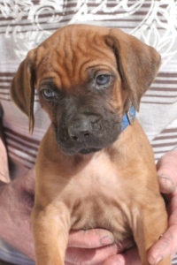 Puppy 11_Ridged Boy_Darkblue Ribbon