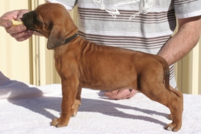 Puppy 12_Ridged Boy_Grey