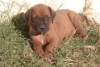 Puppy 7 Eze (King)