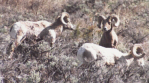 big horn sheep