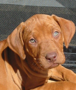 AMANZI - ZULU FOR RAIN (named after her mum)