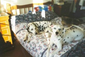 Zeb & Saffy on the bed