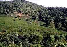 Coffee plantation