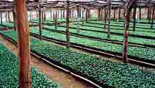 Coffee Nursery