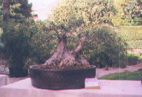 Resultado Demostración