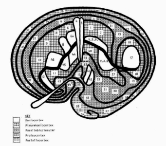 Growth Rings of the Neocortex