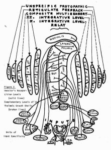 Growth Shells of the Thalamus
