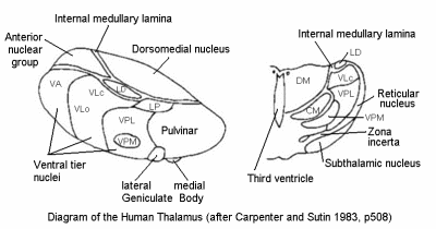 Major Nuclei of the Thalamus