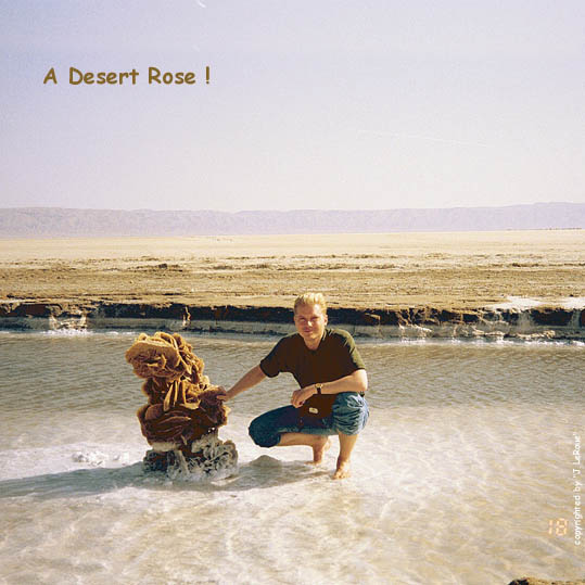 Desert Rose!