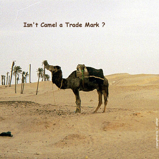 Camels ahead!