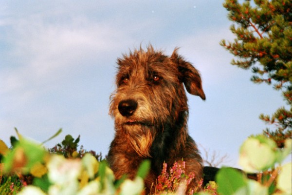Amy, Irish Wolfhound , Irsk Ulvehund , Ierse Wolfshond: Amy Croft av Conari